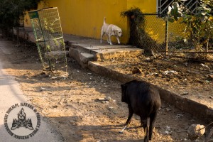 Psy i świnie to częsty widok w Gurgaon