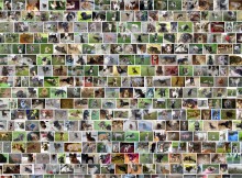 Ponad 450 000 stron wyświetla się w wyszukiwarce google po wpisaniu frazy 'oddam psa'